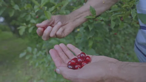 Human harvests red ripe cherry growing in own garden Video stock 246980853