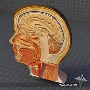Head Anatomy Cut 3d Model Download Pond5