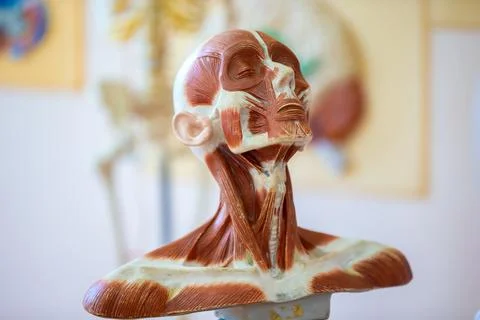 Human head anatomy model for the study and education of future medical stud.. Stock Photos