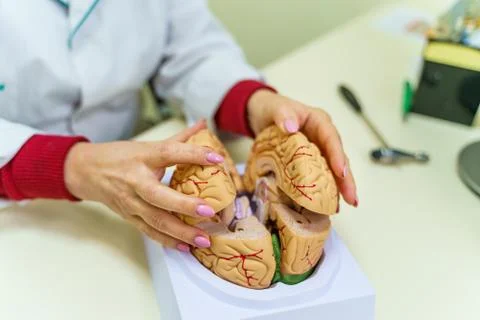 Human head anatomy model on the table. Anatomy of the human brain.  Foto stock