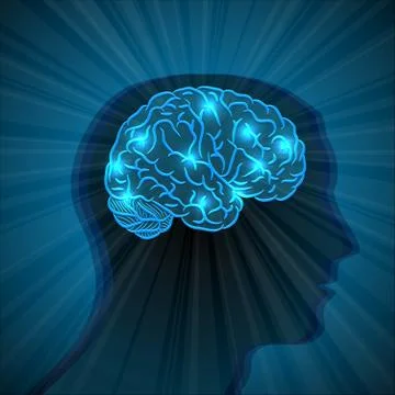 Human head and brain Stock Illustration