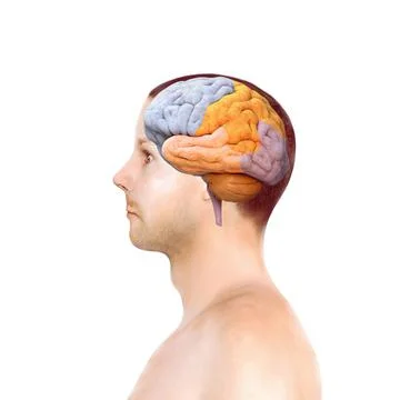 Human head and brain.Deep learning , Machine learning and artificial intellig Stock Illustration