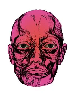 Human head Illustrazione stock