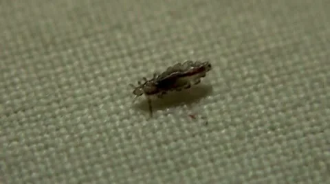 Human head lice (macro shot) Stock Footage
