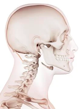 Human head muscles Stock Illustration