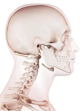Human head muscles Stock Illustration