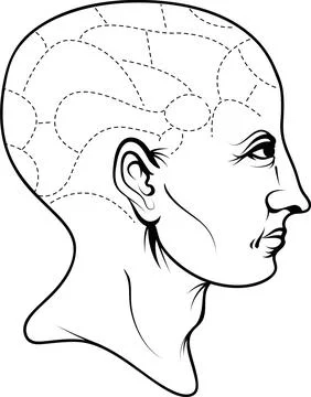 Human Head Silhouette with Brain Lobes Diagram Illustration