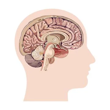 Human head silhouette, brain vector illustration Illustrazione stock