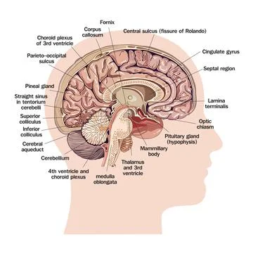 Human head silhouette, brain vector illustration Illustrazione stock