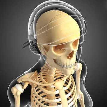 Human head skeleton artwork Stock Illustration