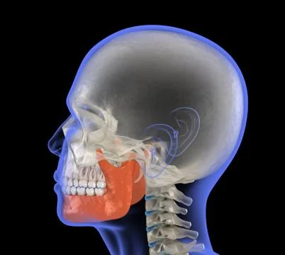 Human head in xray view and marked Jaw. Medically accurate 3D illustration Illustrazione stock