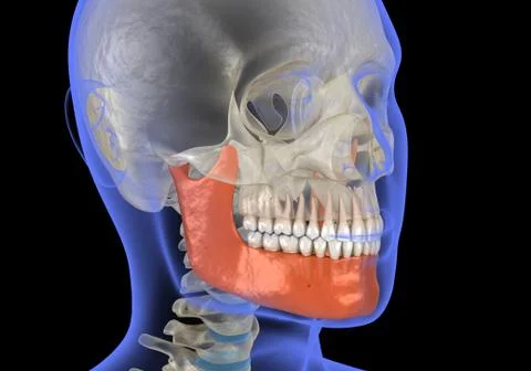 Human head in xray view and marked Jaw. Medically accurate 3D illustration イラスト素材