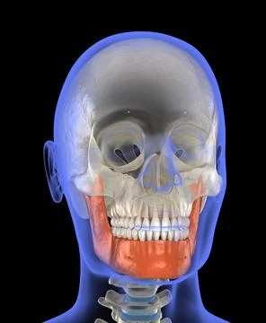 Human head in xray view and marked Jaw. Medically accurate 3D illustration Stock Illustration