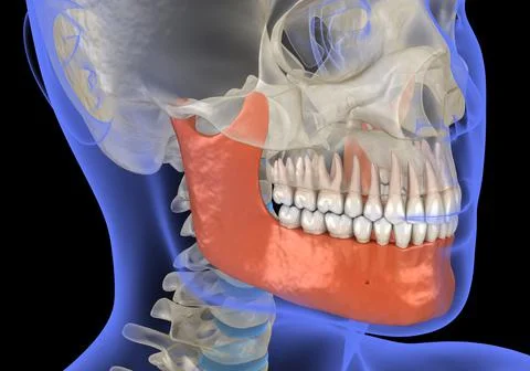 Human head in xray view and marked Jaw. Medically accurate 3D illustration Stock Illustration