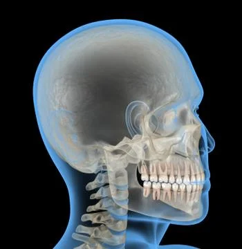 Human head in xray view. Medically accurate 3D illustration Stock Illustration