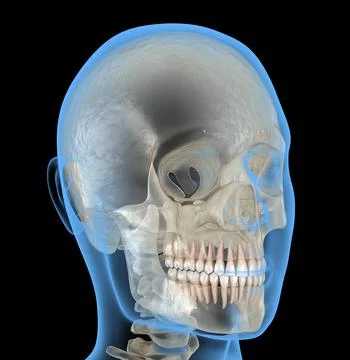 Human head in xray view. Medically accurate 3D illustration Stock Illustration