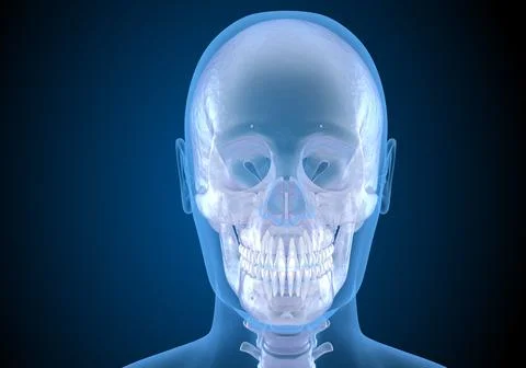 Human head in xray view. Medically accurate 3D illustration Stock Illustration