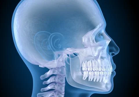 Human head in xray view. Medically accurate 3D illustration Illustrazione stock