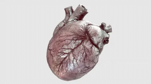 Human Heart 01 Stock Footage 271199741