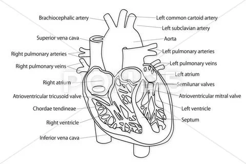 Human Heart 01 HRI Stock Illustration