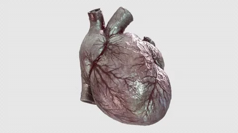 Human Heart 02 Stock Footage 271224371