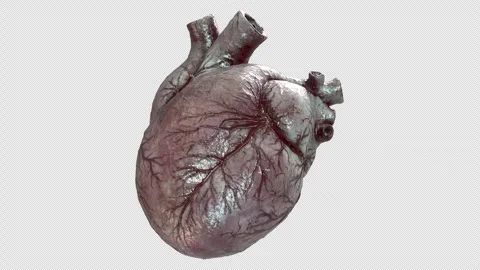 Human Heart 04 Stock Footage 271235801