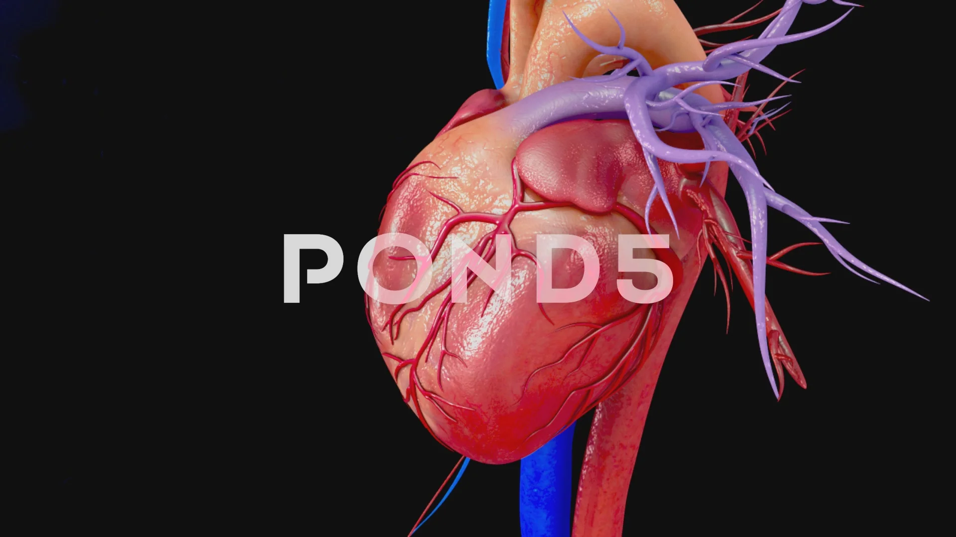 HUMAN HEART 3D animation | Stock Video | Pond5