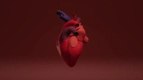 Human Heart 3D Model: Anatomical Structure Vídeo Stock 339270505