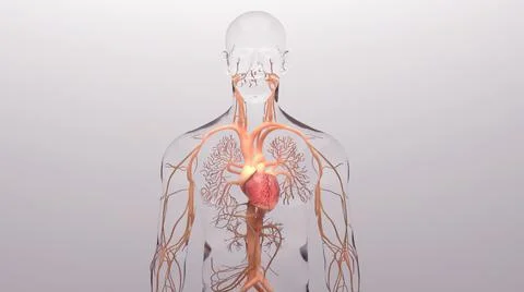 Human heart, 3d rendering, medically accurate illustration of the human heart an Stock Illustration