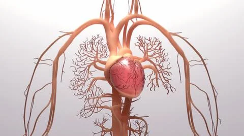 Human heart, 3d rendering, medically accurate illustration of the human heart an Stock Illustration