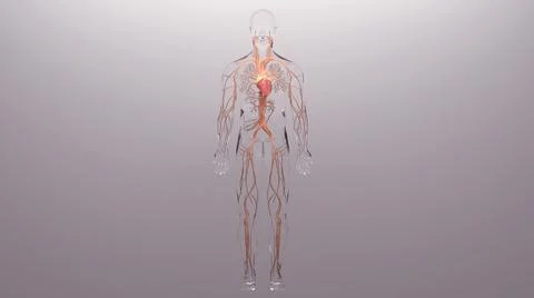 Human heart, 3d rendering, medically accurate illustration of the human heart an Stock Illustration