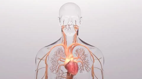 Human heart, 3d rendering, medically accurate illustration of the human heart an Stock Illustration