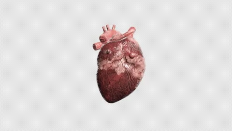 Human heart on alpha background. Medicine Future technology Stock Footage 343876832