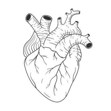 Human heart anatomically correct hand drawn line art. Black and white sketch  Stock Illustration