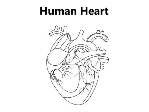 Human heart anatomically correct hand-drawn line art and dot work Stock Illustration