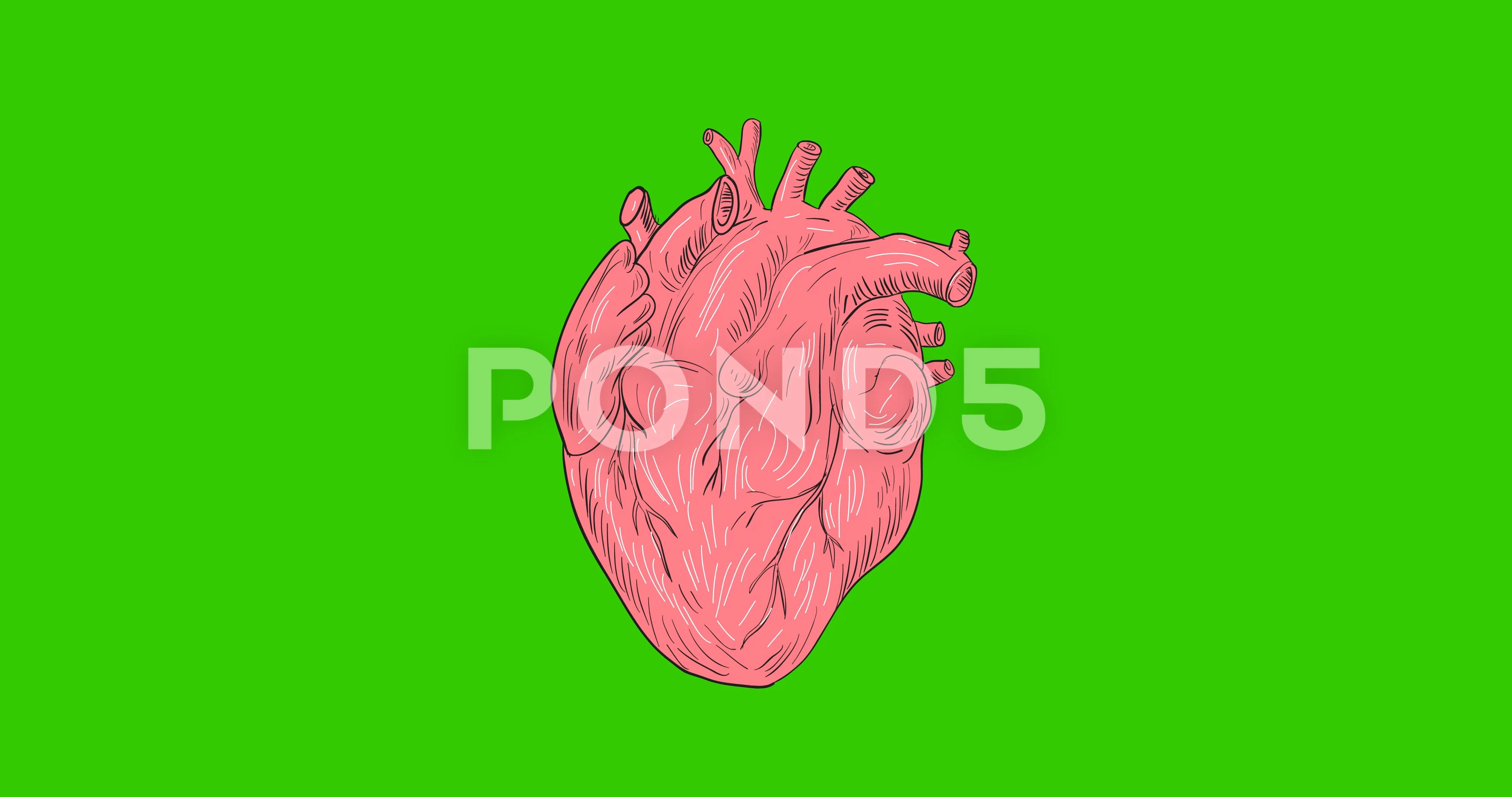 Human Heart Anatomy 2D Animation | Stock Video | Pond5