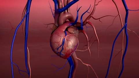 Human Heart Anatomy Video stock 60265161