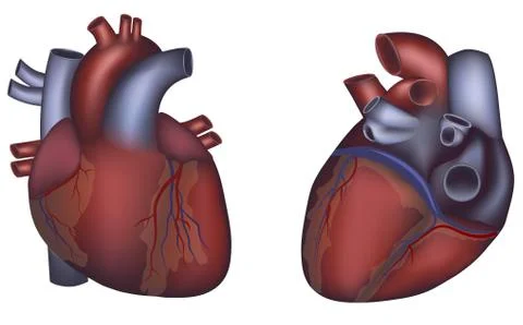 Human heart anatomy Stock Illustration