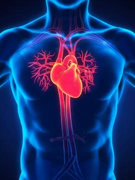 Human Heart Anatomy Stock Illustration