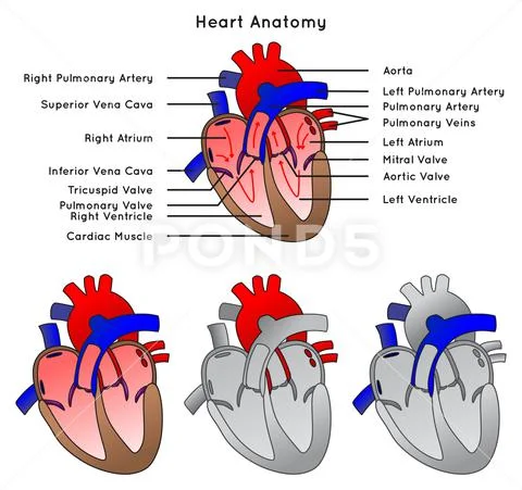 Human Heart anatomy infographic diagram with labels: Royalty Free ...