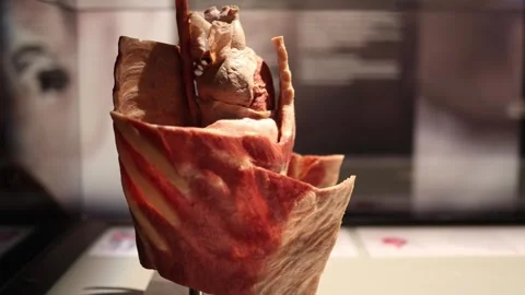 Human heart anatomy model Stock Footage 330679674