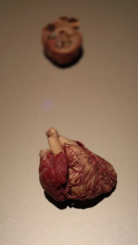 Human heart anatomy model Stock Footage 331232926