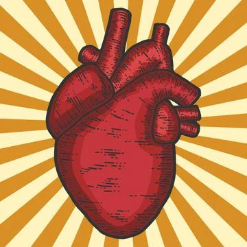 Human heart anatomy. Pop art, sketch scratch board imitation. Stock Illustration