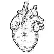 Anatomical Heart hand drawing pattern seamless. Heart engraving