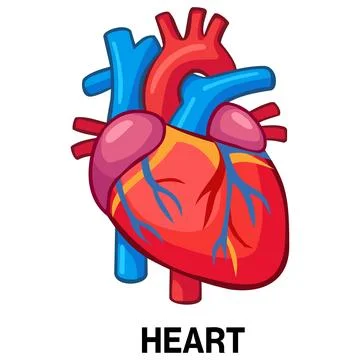 Human heart anatomy vector icon Stock Illustration