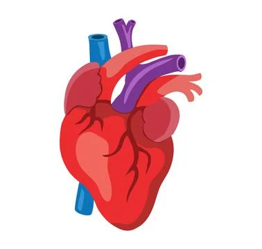 Human heart anatomy vector Stock Illustration