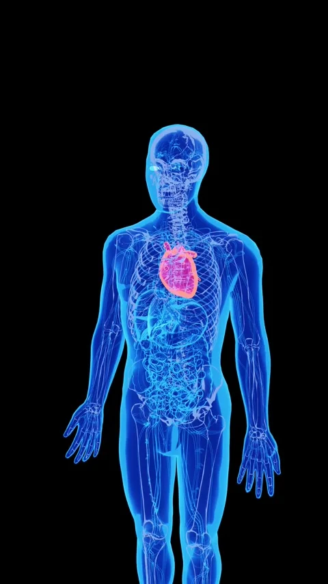 Human Heart Anatomy Visualization with Cardiovascular Medical Animation 스톡 동영상 341333023