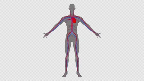 Human heart and Cardiovascular system, 360 rotation, alpha channel Stock Footage 208897643