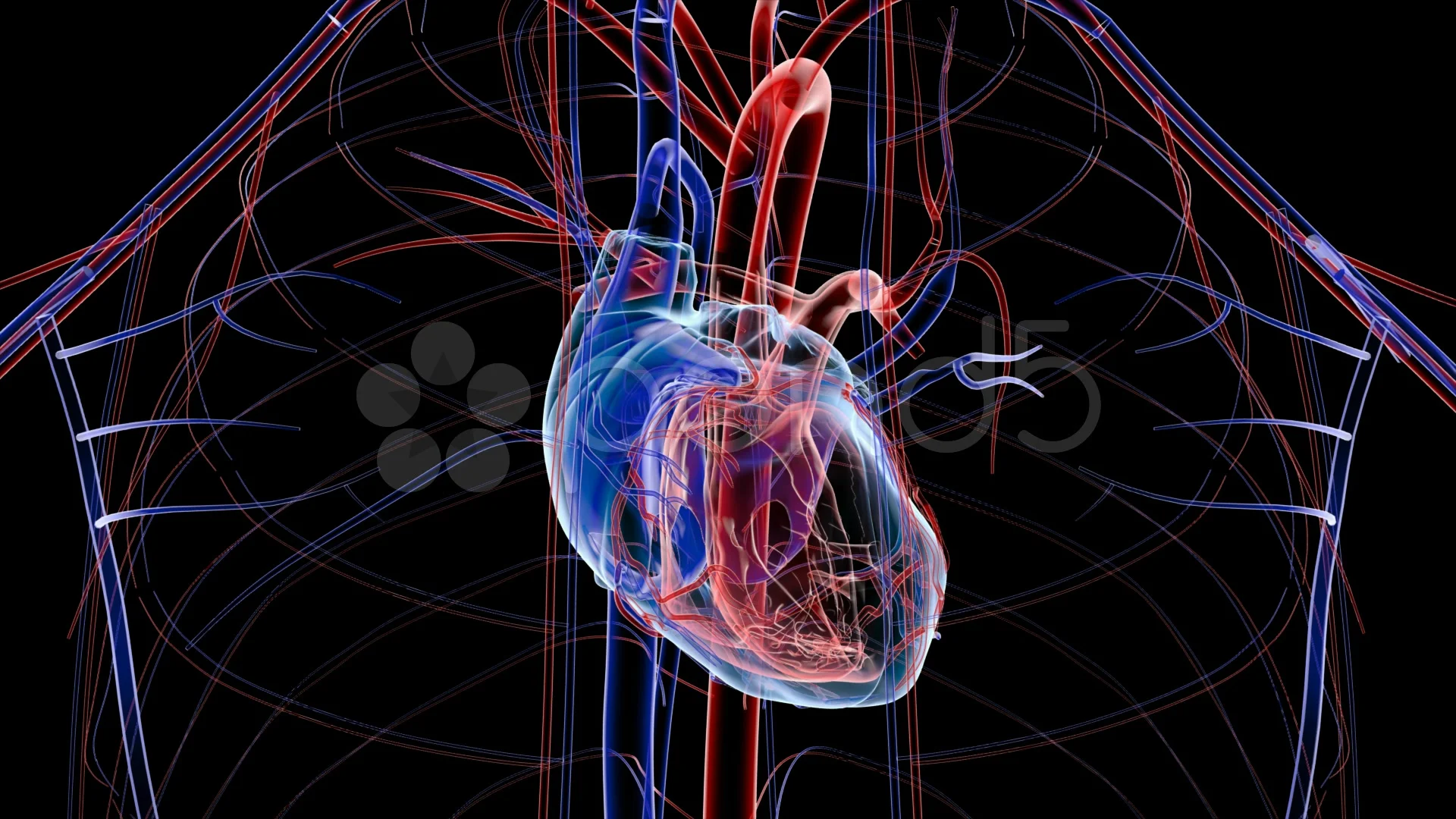 Human heart Poster by WallArt  Displate