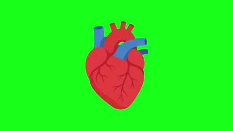 Human heart animated realistic internal organ beating motion 4k chroma key .. Stock Footage 341906146
